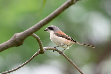 Burmese Shrike or Chestnut-backed Shrike is a species of bird in the family Laniidae. It is found in Bangladesh, Cambodia, China, India, Laos, Myanmar, Thailand, and Vietnam.