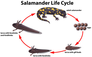 Salamander life cycle concept