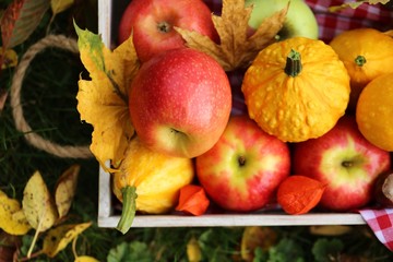 Autumn harvest.  box with apples, pumpkins, physalis, chestnuts and yellow leaves on a lawn in warm sunlight.Autumn abundance. Autumn mood