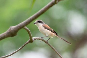 Burmese Shrike or Chestnut-backed Shrike is a species of bird in the family Laniidae. It is found in Bangladesh, Cambodia, China, India, Laos, Myanmar, Thailand, and Vietnam.