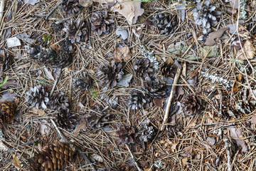 Background pine cones
