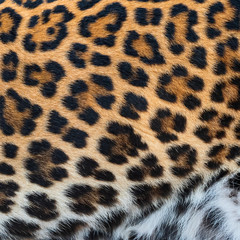 Detail skin of leopard.