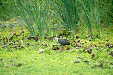 Red-wattled lapwing,  Usually seen in pairs or small groups and usually not far from water.