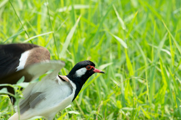 Red-wattled lapwing,  Usually seen in pairs or small groups and usually not far from water.