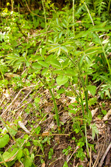 春の山菜取りで採った山ウド