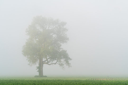Tree on a Misty Morn