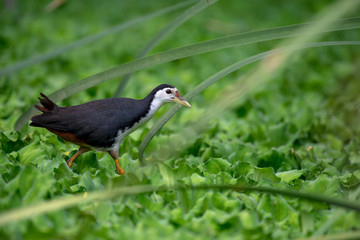 white-breasted waterhen  is a waterbird of the rail and crake family. They are dark slaty birds with a clean white face, breast and belly.