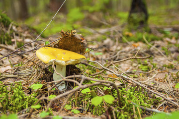 In the forest there is a young, forest mushroom.