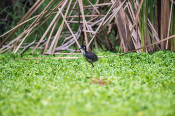 Juvenile white-breasted waterhen  is a waterbird of the rail and crake family. They are dark slaty birds with a clean white face, breast and belly.