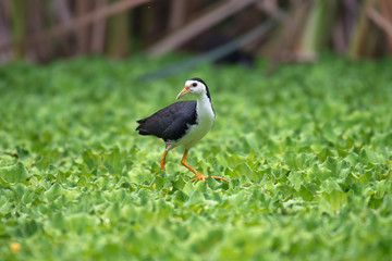 white-breasted waterhen  is a waterbird of the rail and crake family. They are dark slaty birds with a clean white face, breast and belly.
