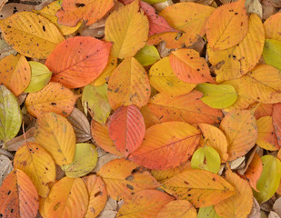 落ち葉　カラフル


