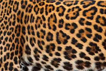 Tuinposter Luipaard Detail skin of leopard.