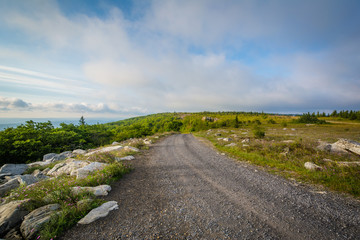 Fototapeta premium Dirt road in Dolly Sods Wilderness, Monongahela National Forest, West Virginia.