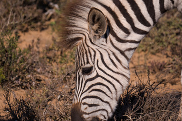 Zebra in Addo National Park, South Africa