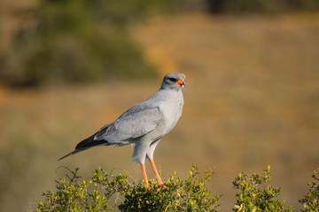 Pale Chanting Goshawk in Addo National Park