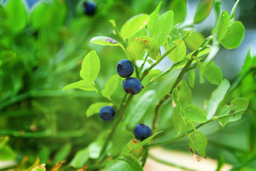 wild bush of blueberries in a sunny forest in summer