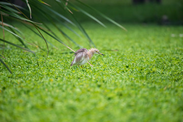 Chinese pond heron is an East Asian freshwater bird of the heron family. 