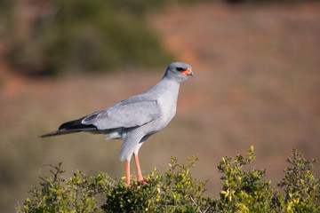 Pale Chanting Goshawk in Addo National Park
