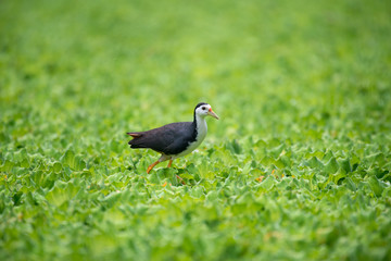 white-breasted waterhen  is a waterbird of the rail and crake family. They are dark slaty birds with a clean white face, breast and belly.
