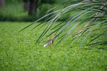 Chinese pond heron is an East Asian freshwater bird of the heron family. 
