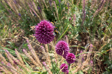 Blooming violet onion plant in garden. Field of honey flowers and bees