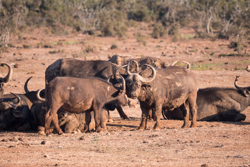 Buffalo in Addo National Park, South Africa