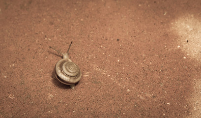 A snail try to goes across a red block after rain.