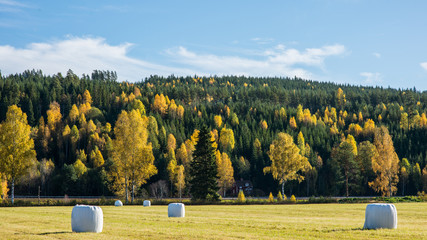 A Swedish farm locates in Osebol shows a fantastic view in autumn days.