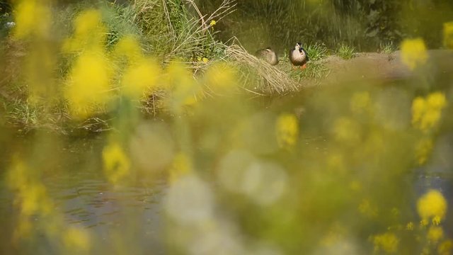 カルガモ　川　菜の花　

