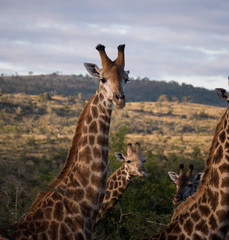 Giraffe in Hluhluwe–Imfolozi Park, South Africa