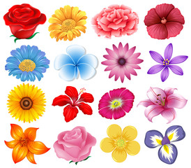 A set of beautiful flowers - obrazy, fototapety, plakaty