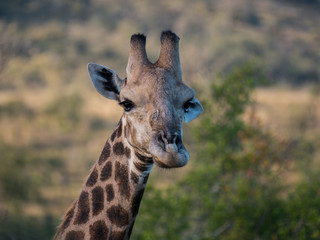Giraffe in Hluhluwe–Imfolozi Park, South Africa