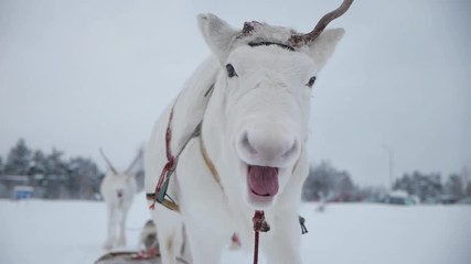 Reindeer Walking On Snowy Trail. Beautiful Nordic Winter Environment.