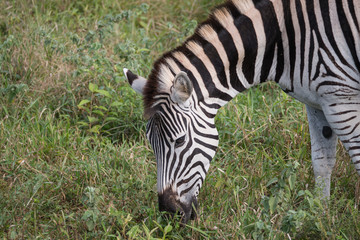 Fototapeta na wymiar Zebra in Hluhluwe–Imfolozi Park, South Africa