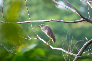 Chinese pond heron is an East Asian freshwater bird of the heron family. 