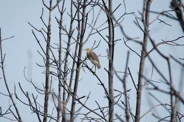 Chinese pond heron is an East Asian freshwater bird of the heron family. 
