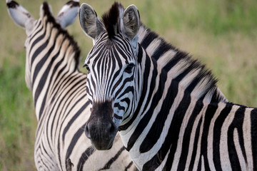 Fototapeta na wymiar Zebra in Hluhluwe–Imfolozi Park, South Africa