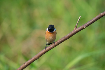 Siberian stonechat or Asian stonechat is a recently validated species of the Old World flycatcher family. It breeds in temperate Asia and easternmost Europe and winters in the Old World tropics.
