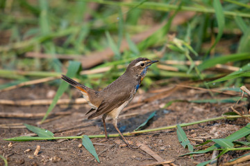 Male Bluethroats from Alaska, Bluethroat is one of the handful of birds that breed in North America and winter in Asia.