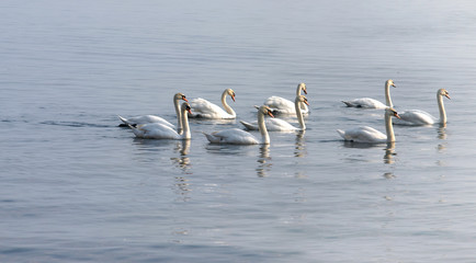 Group of Swans swimming on the lake