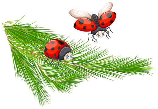 Ladybug at pine tree branch