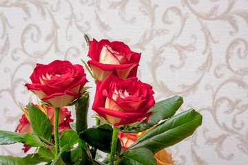 Bouquet of red roses on the background of wallpaper in the room for greetings with the holiday_