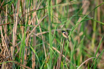 Siberian stonechat or Asian stonechat is a recently validated species of the Old World flycatcher family. It breeds in temperate Asia and easternmost Europe and winters in the Old World tropics.