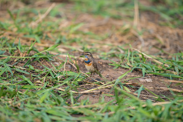 Male Bluethroats from Alaska, Bluethroat is one of the handful of birds that breed in North America and winter in Asia.
