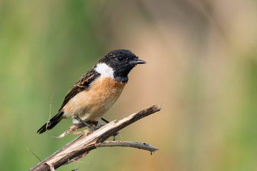 Siberian stonechat or Asian stonechat is a recently validated species of the Old World flycatcher family. It breeds in temperate Asia and easternmost Europe and winters in the Old World tropics.