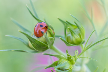 ladybird on an unopened flower