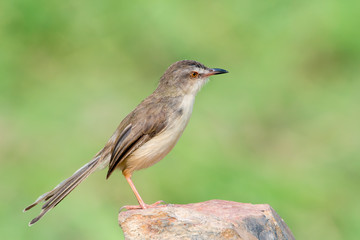 Plain Prinia or White-browed Prinia with blur green background
