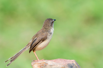 Plain Prinia or White-browed Prinia with blur green background