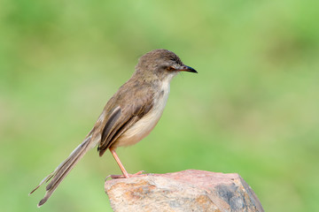 Plain Prinia or White-browed Prinia with blur green background