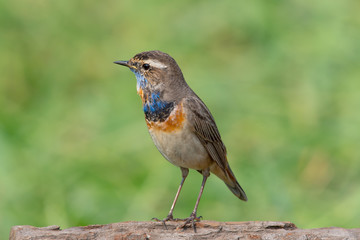 Male Bluethroats from Alaska, Bluethroat is one of the handful of birds that breed in North America and winter in Asia.